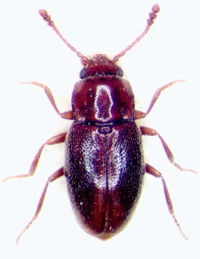 Cryptophagidae Typhaea (Mycetophagidae Hairy Fungus Beetles)